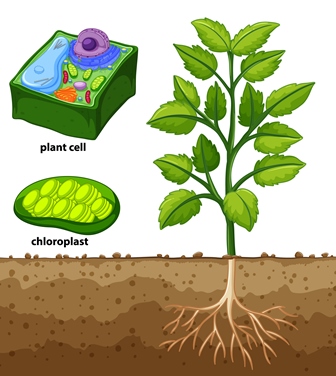 Soil Types and Plant Growth