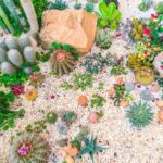 The Art of Xeriscaping